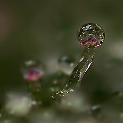 Coloured cannabis trichome from Killingfields strain