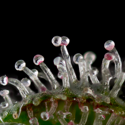 Madberry macro from cannabis trichome with coloured influences 