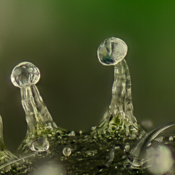 Madchem close up from cannabis trichome