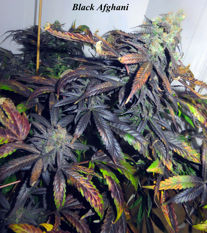 Black afghani landrace seeds with a powerful indica stoned with black shades