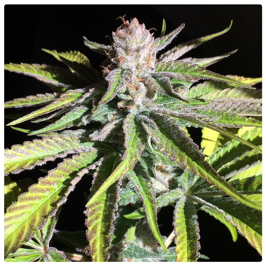 Blueberry quintessa is a sativa dominant hybrid with strong medicinal properties and high cbd content