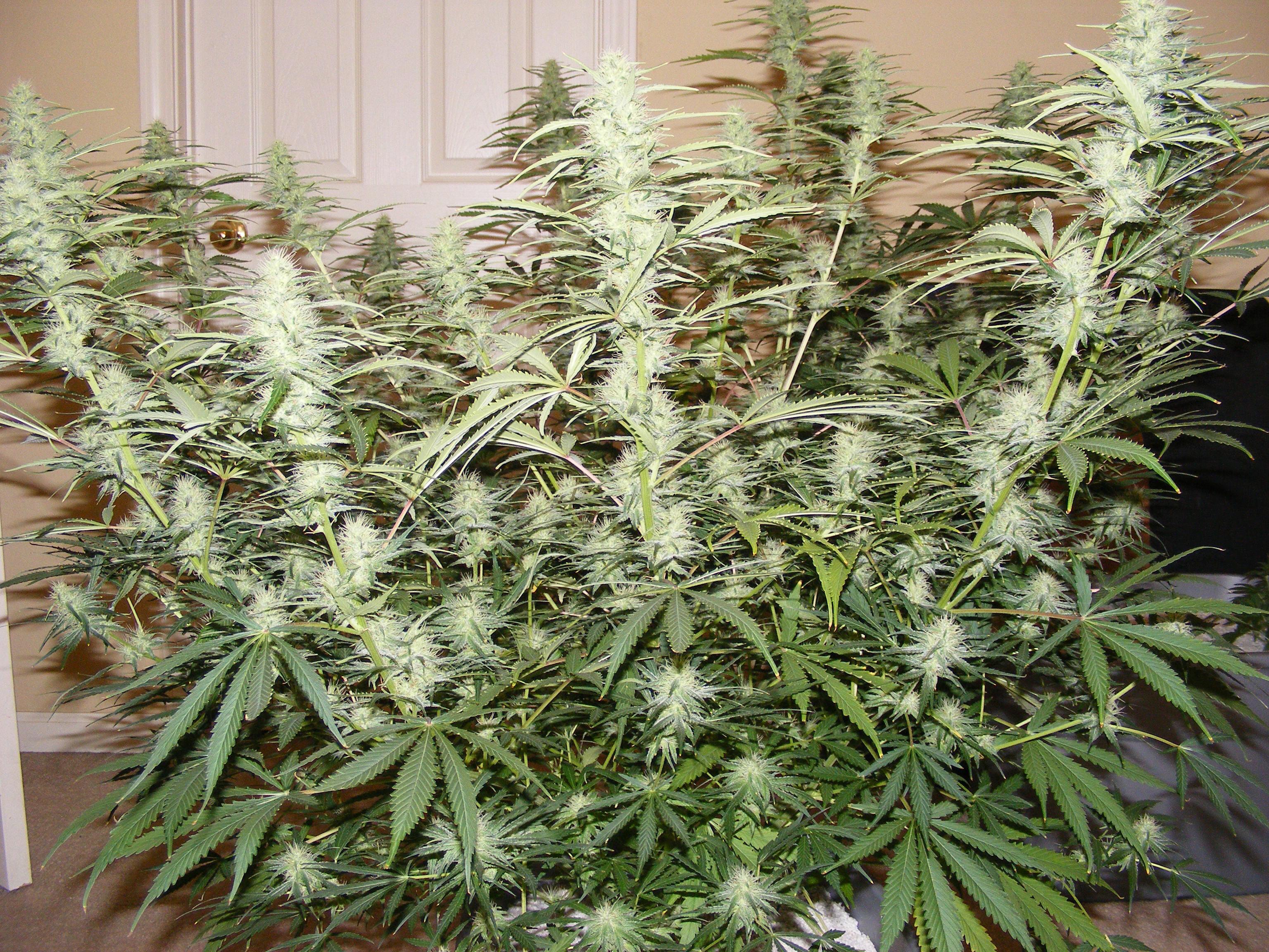 Blueberry sativa gives a strong yield with massive buds
