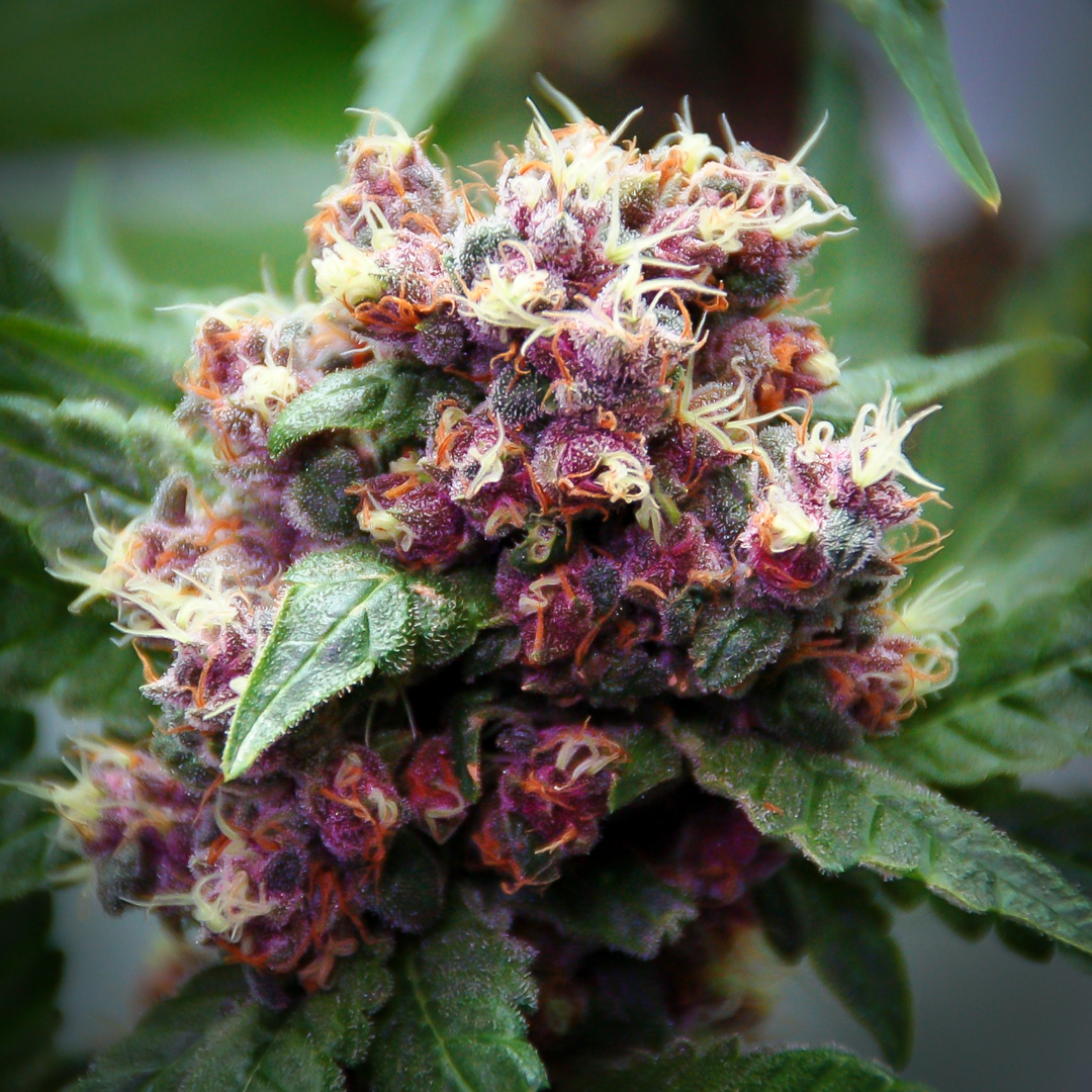 Purple bud killingfields covered in trichomes