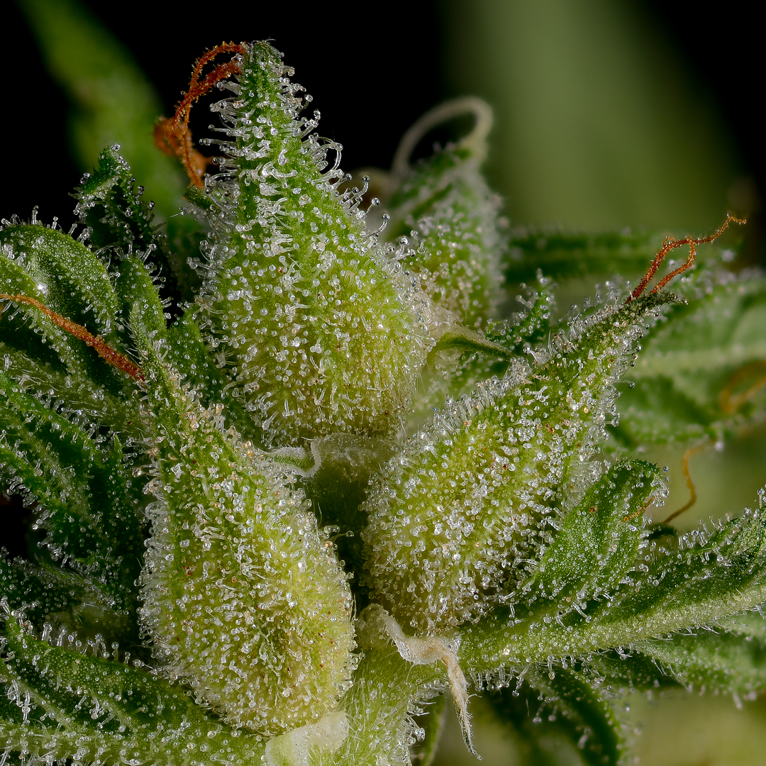 Herifields flowers loaded with trichomes