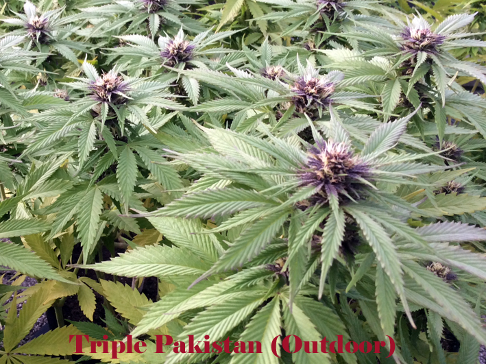 Triple Pakistan is a landrace strain  that grows low and has a short flowering period