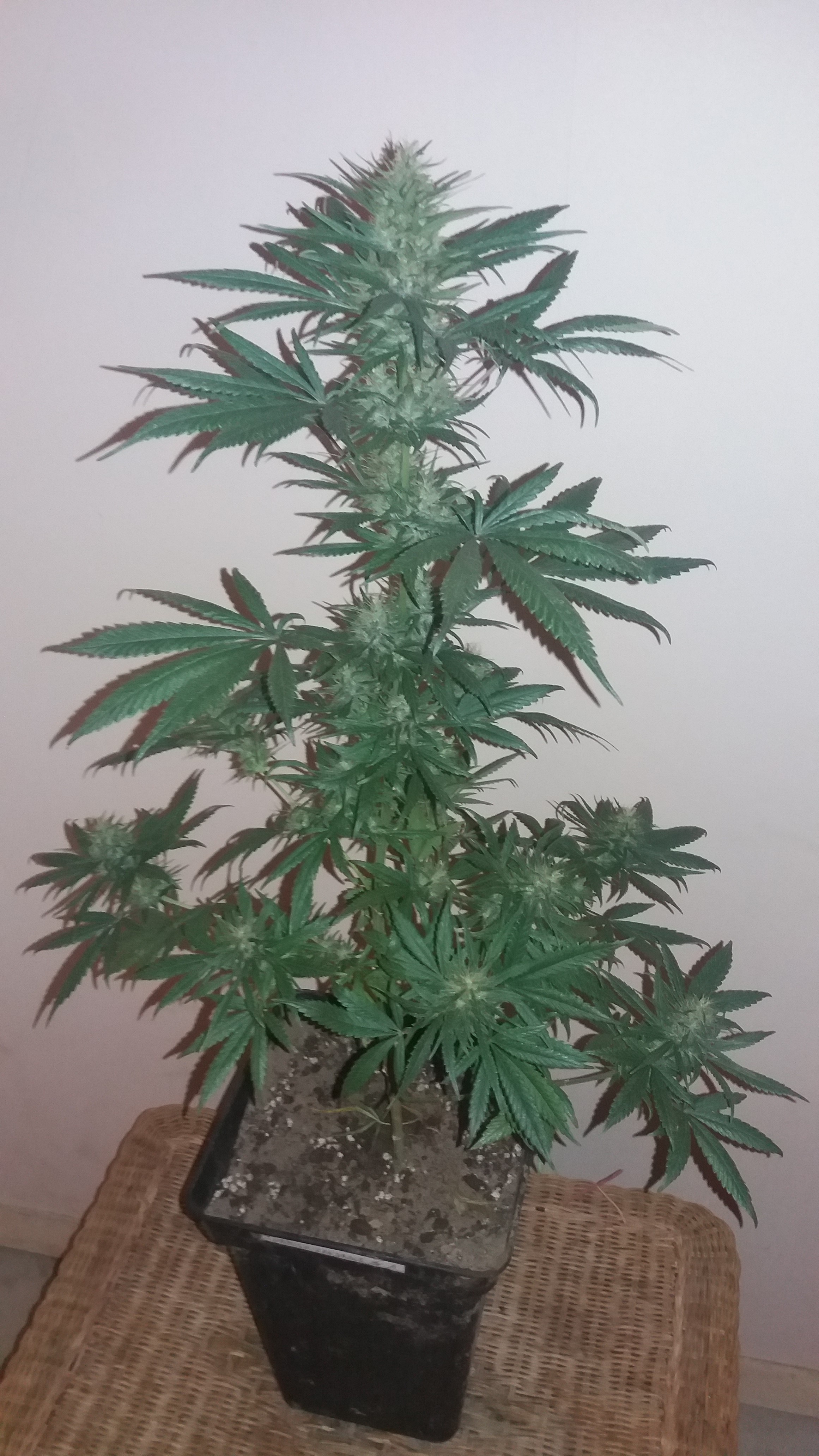 Turkish landrace from USC seeds for a hash flavour and large buds