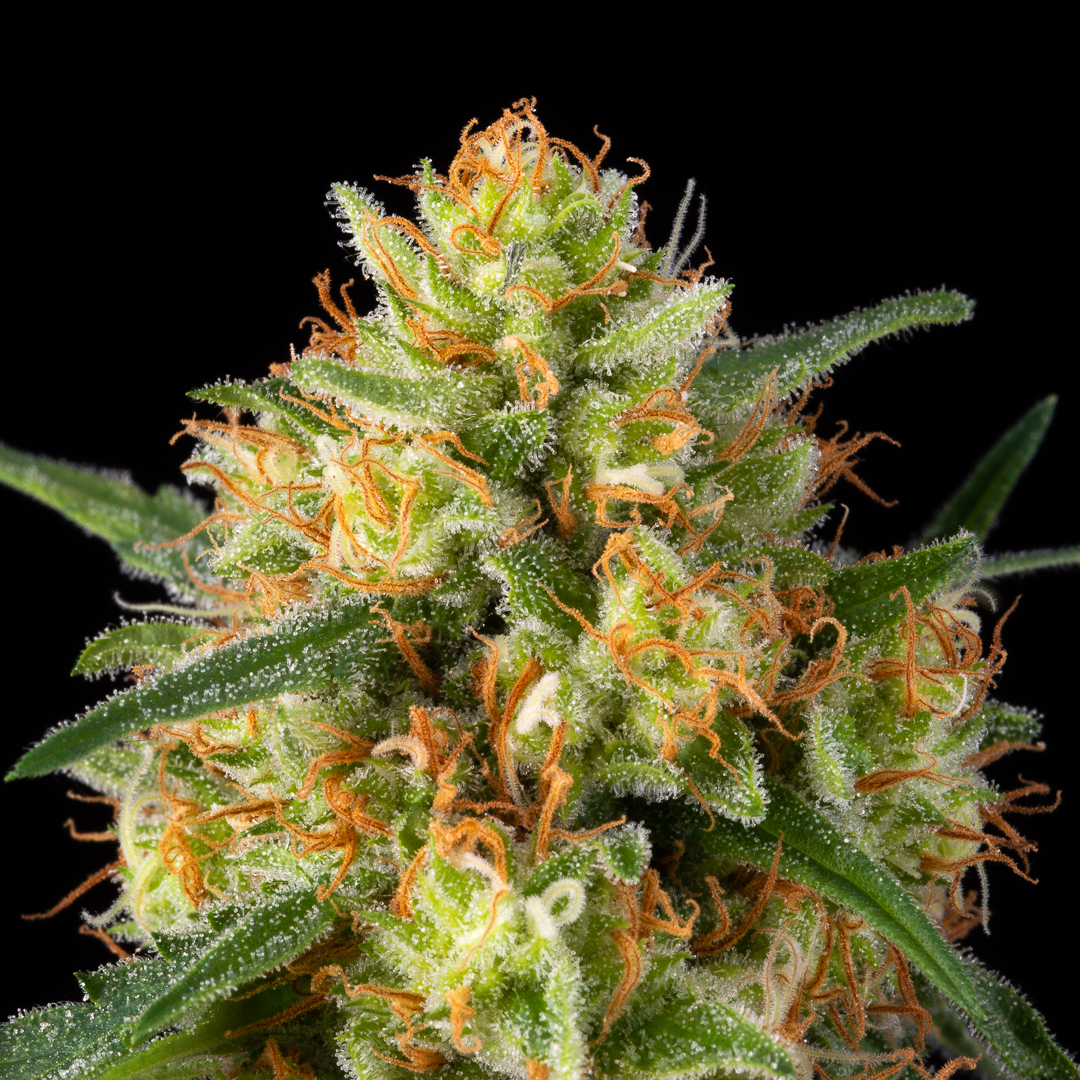 Jahlicious green main bud with velvet like trichomes coverage