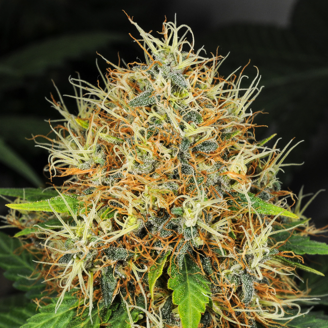 Madberry has some hairy fruity pheno's with huge power