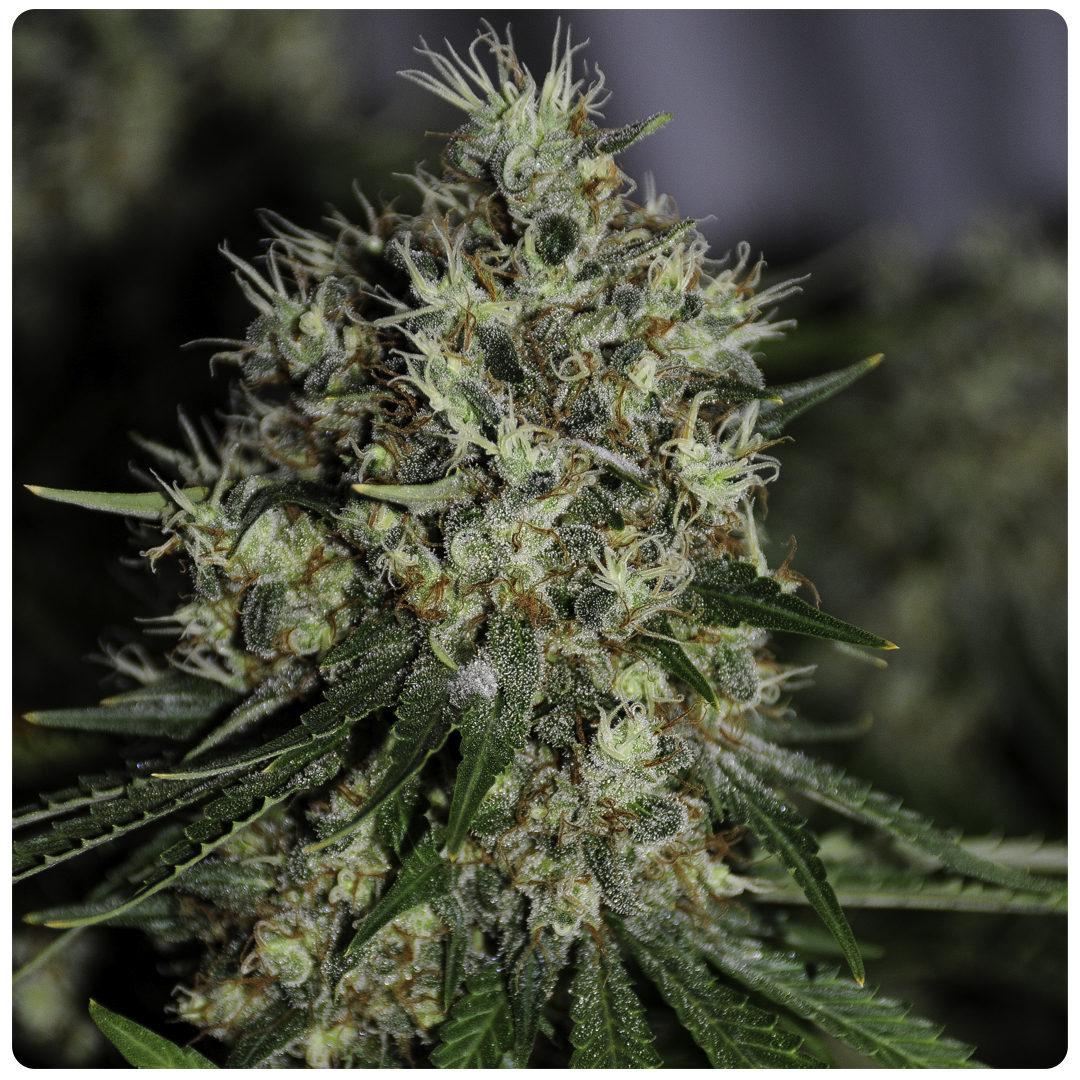 Shackzilla is a easy to handle sativa dominant hybride with a strong yield and perfect haze dominant smoke