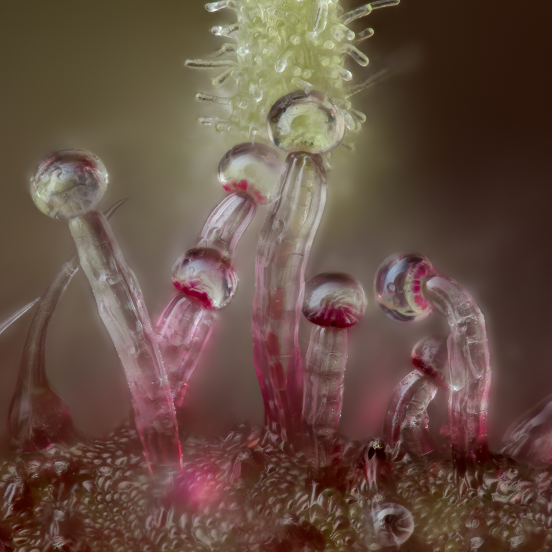 Bunch of trichomes with coloured stalks