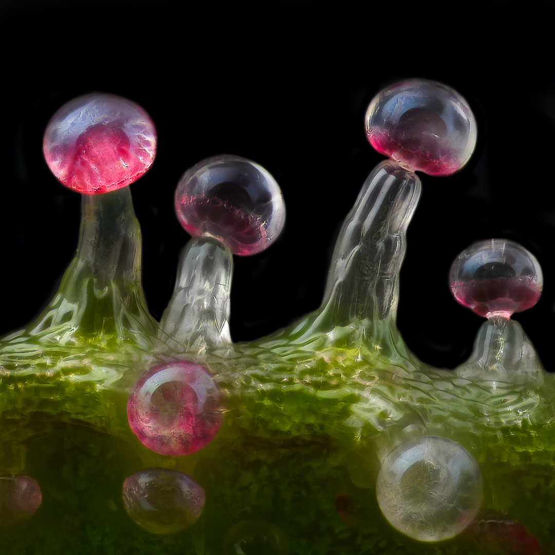 Trichomes with magenta glands