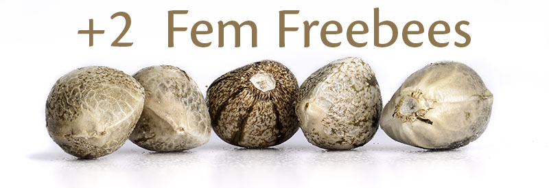 2 fem freebees with every seed order