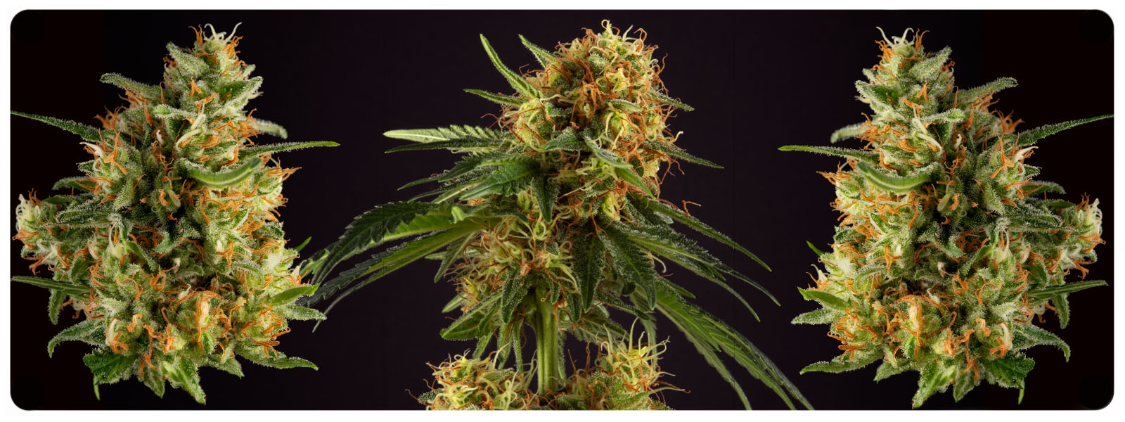 Reguliere madscientist cannabis zaden voor medicinaal gebruik
