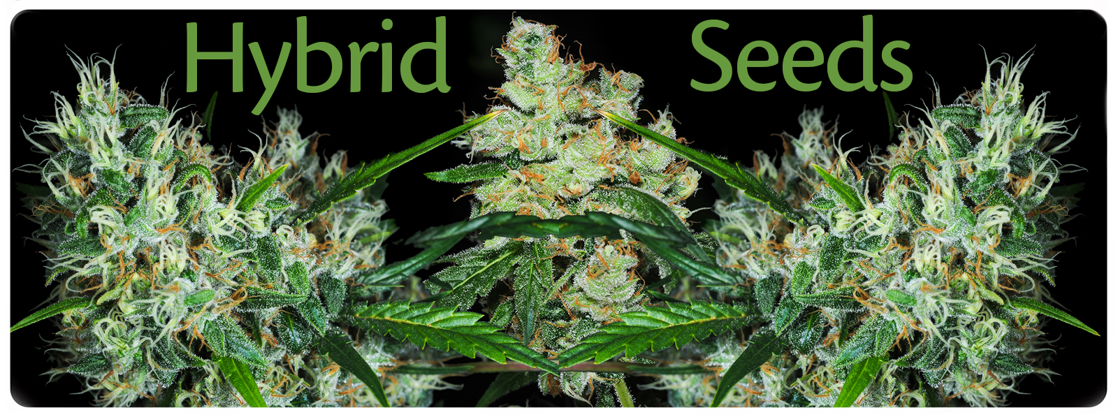 Hybrid cannabis seeds for the sativa and indica lover, marijuana with the best of both worlds