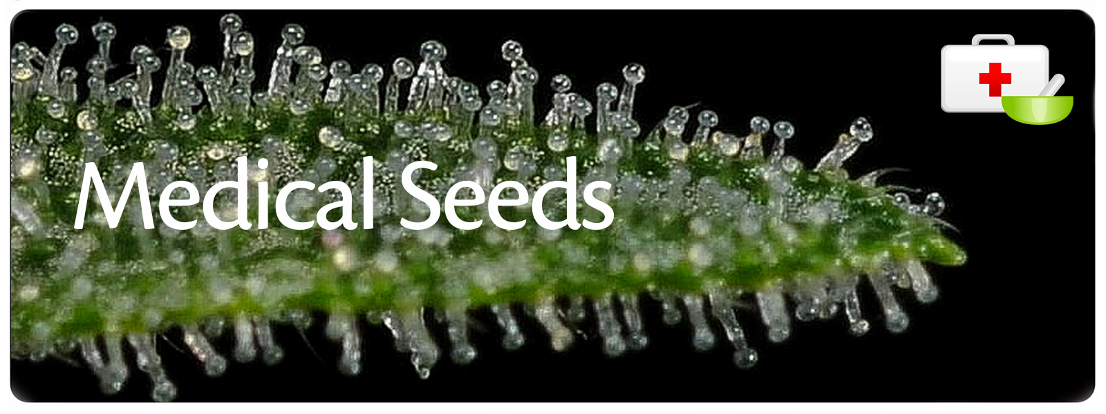 medical cannabis seeds produces strong and healthy plants for medicinal purposes