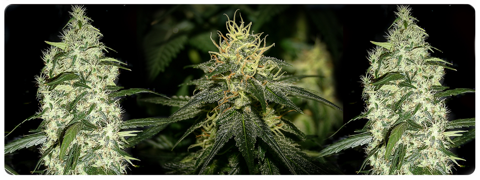 Sanniesjack feminized cannabis seeds for the old school haze lovers, strong high and heavy harvest