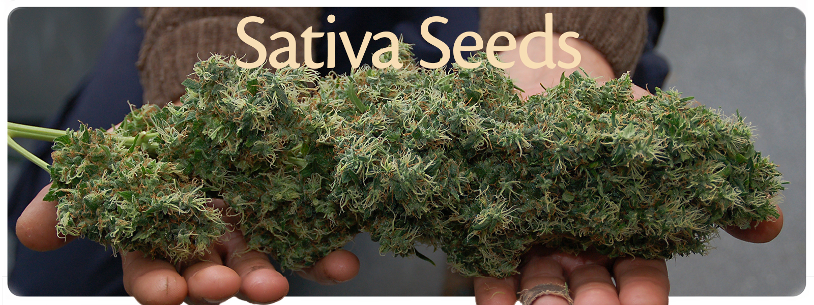 Sativa cannabis seeds from sanniesshop for the best haze tasting long flowering cannabis strains
