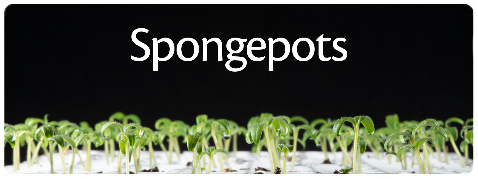 Spongepot are the ideal germination medium for seeds
