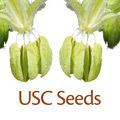 Underground seeds collective for landrace genetics and use of elite clones