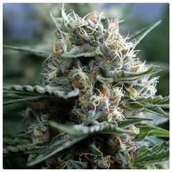Silverfields feminized wiet zaden geeft grote cannabis planten met dikke gekleurde toppen welke glinsteren van de THC en trichomen