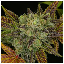 Starduster bud heavily coated with resin, dense nuggets with hash and pineapple flavour.