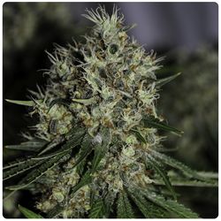 Shackzilla is a easy to handle sativa dominant hybride with a strong yield and perfect haze dominant smoke