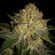 Herijuana
is a very strong indica smoke and can be to strong for the starting cannabis smoker