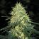 Herijuana regular seeds delivers potent and strong stoned to the bone weed