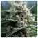 Silverfields reguliere wiet zaden geeft grote cannabis planten met dikke gekleurde toppen welke glinsteren van de THC en trichomen
