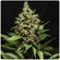Kolossus feminized is a high yielding strain with big green sativa dominant buds