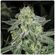 Madchembud covered in trichomes rich in thc and cbd, gives a strong stoned with a hint of high