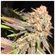 Peyote pancake ia a highly recommended medical strain with a high THC and CBD %